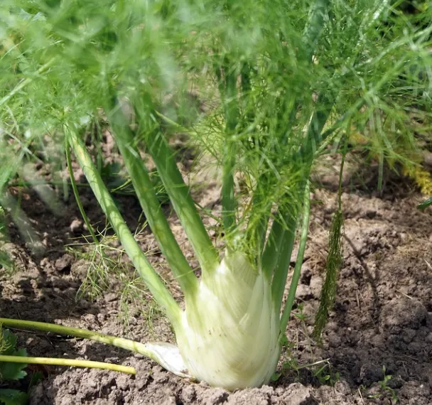 Fennel - Florence Fennel