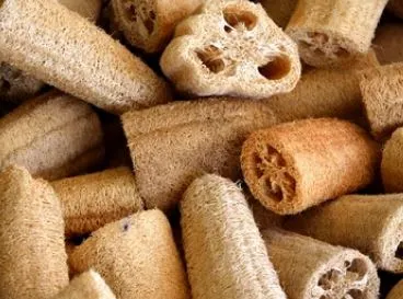 Gourd Seeds - Luffa Sponge