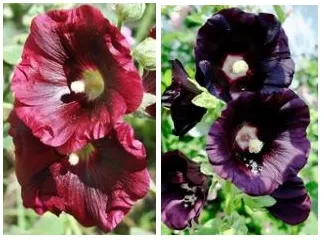 Hollyhock - Nigra, Dark Maroon/Black