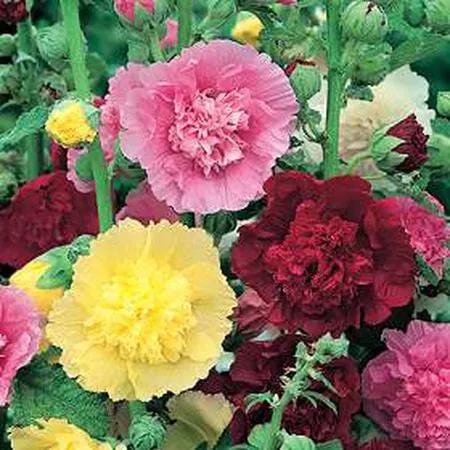 Hollyhock - Summer Carnival Mix Double Blooms