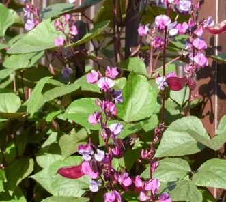 Hyacinth - Purple Moonshadow