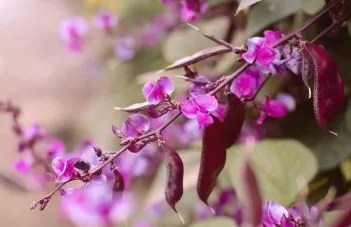 Hyacinth - Ruby Moon