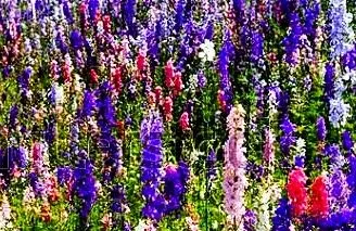 Larkspur - Giant Imperial Mixed Color