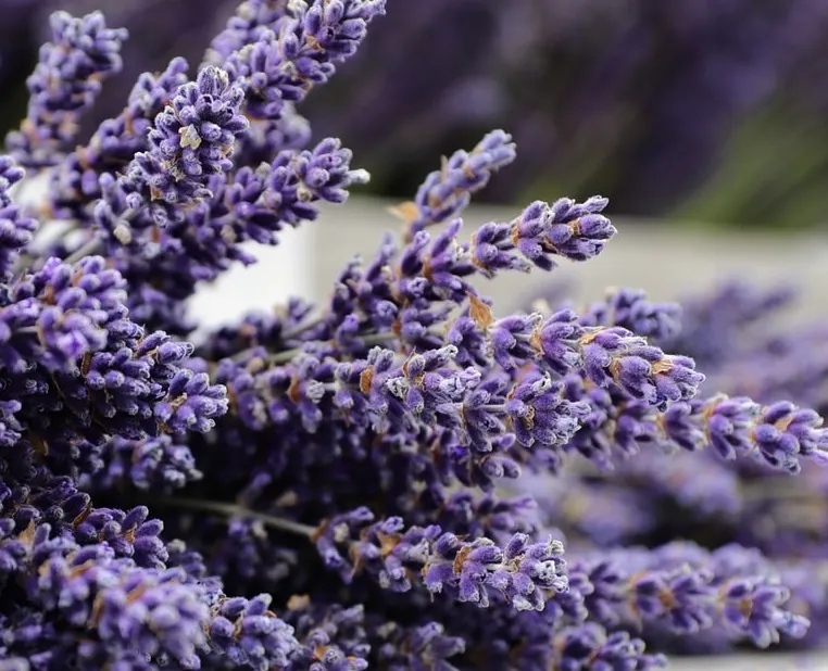 Lavender - English Lavender