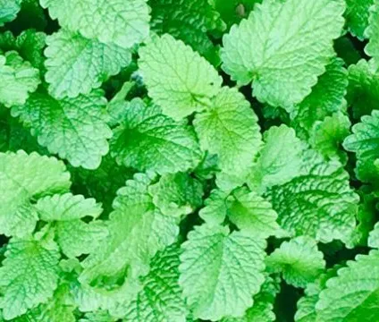 Lemon Balm