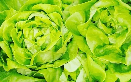 Lettuce - Butterhead Buttercrunch