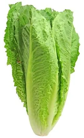 Lettuce - Dark Green Cos Romaine Lettuce