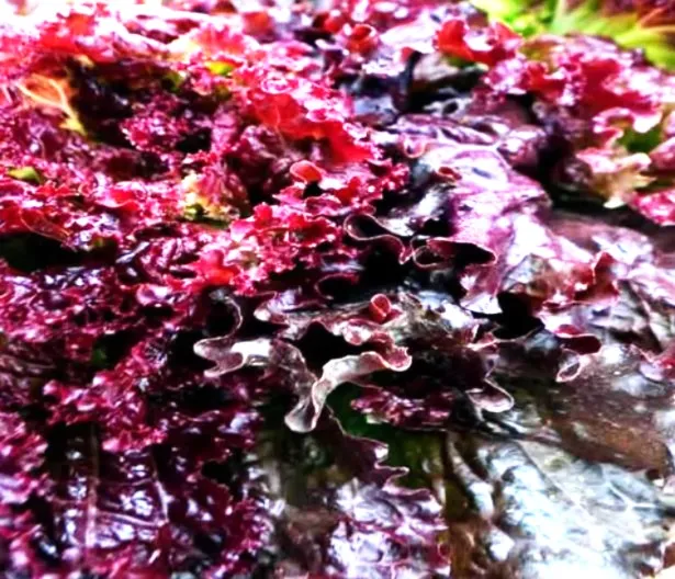 Lettuce - Flame Leaf