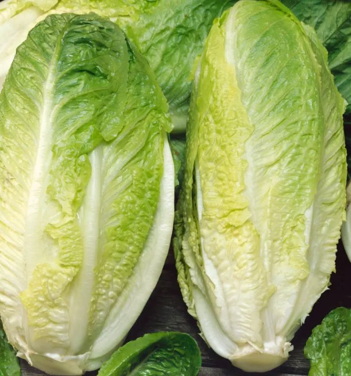 Lettuce - Giant Caesar Romaine