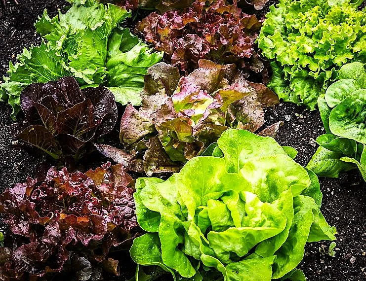 Lettuce - Gourmet Lettuce Blend