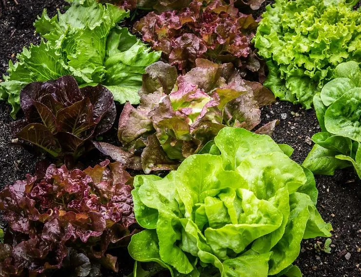 Lettuce - Gourmet Lettuce Blend