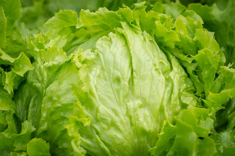 Lettuce - Iceberg Crisphead