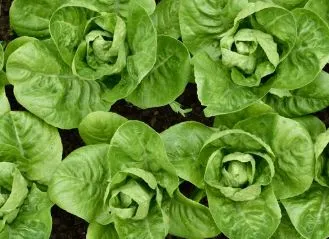 Lettuce - Little Gem Romaine