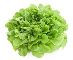 Lettuce - Oakleaf Lettuce