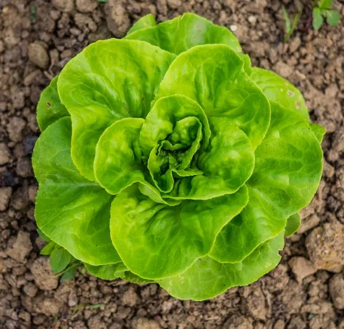 Lettuce - Summer Bibb - Heirloom