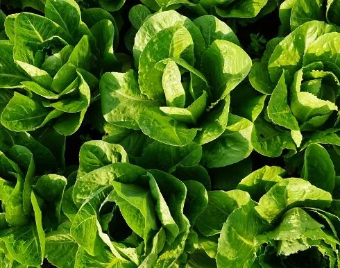 Lettuce - Winter Density Romaine /Cos Lettuce