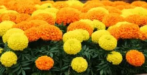 Marigold - African Cracker Jack Marigolds