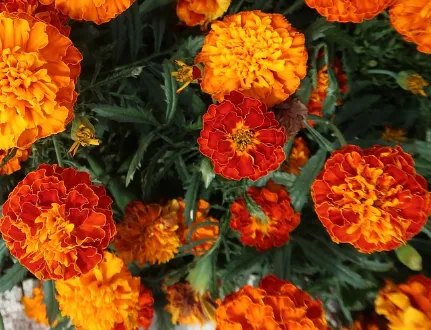 Marigold - French, Sparky Mix