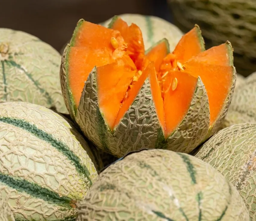 Melon - Tuscany Melon Cantaloupe