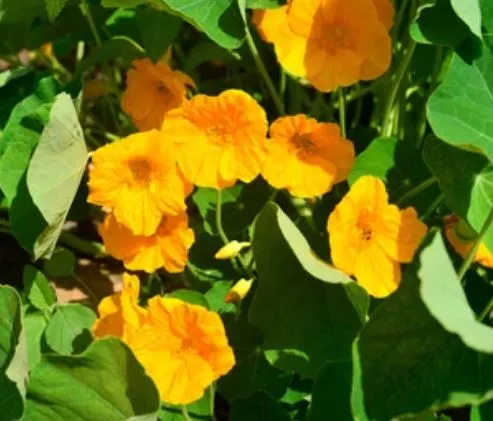 Nasturtium - Alaska Gold Dwarf