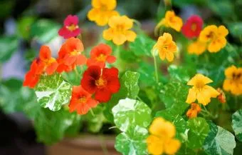 Nasturtium - Alaska Mix