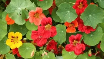 Nasturtium - Dwarf Jewel Mix