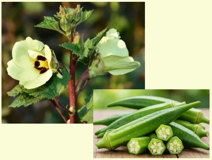 Okra - Clemson Spineless