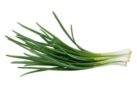 Onion - Evergreen White Nebuka Bunching Onion