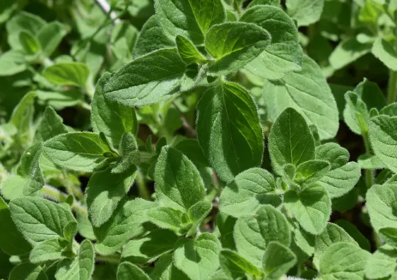 Oregano - Greek