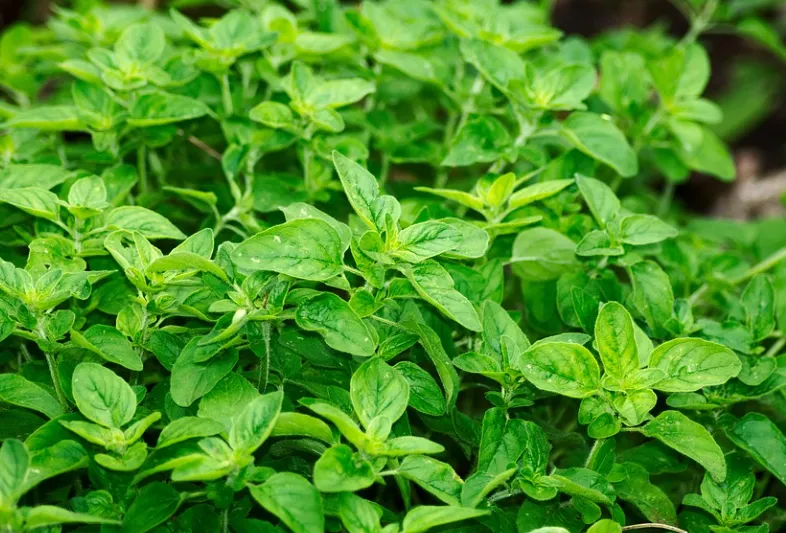 Oregano - Italian