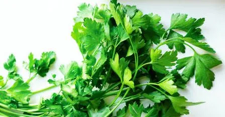 Parsley - Giant of Italy
