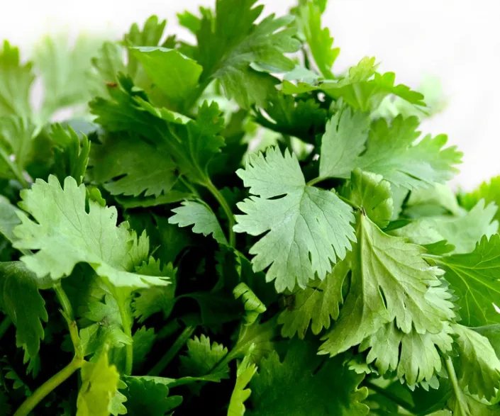 Parsley - Italian Broad Flat Leaf