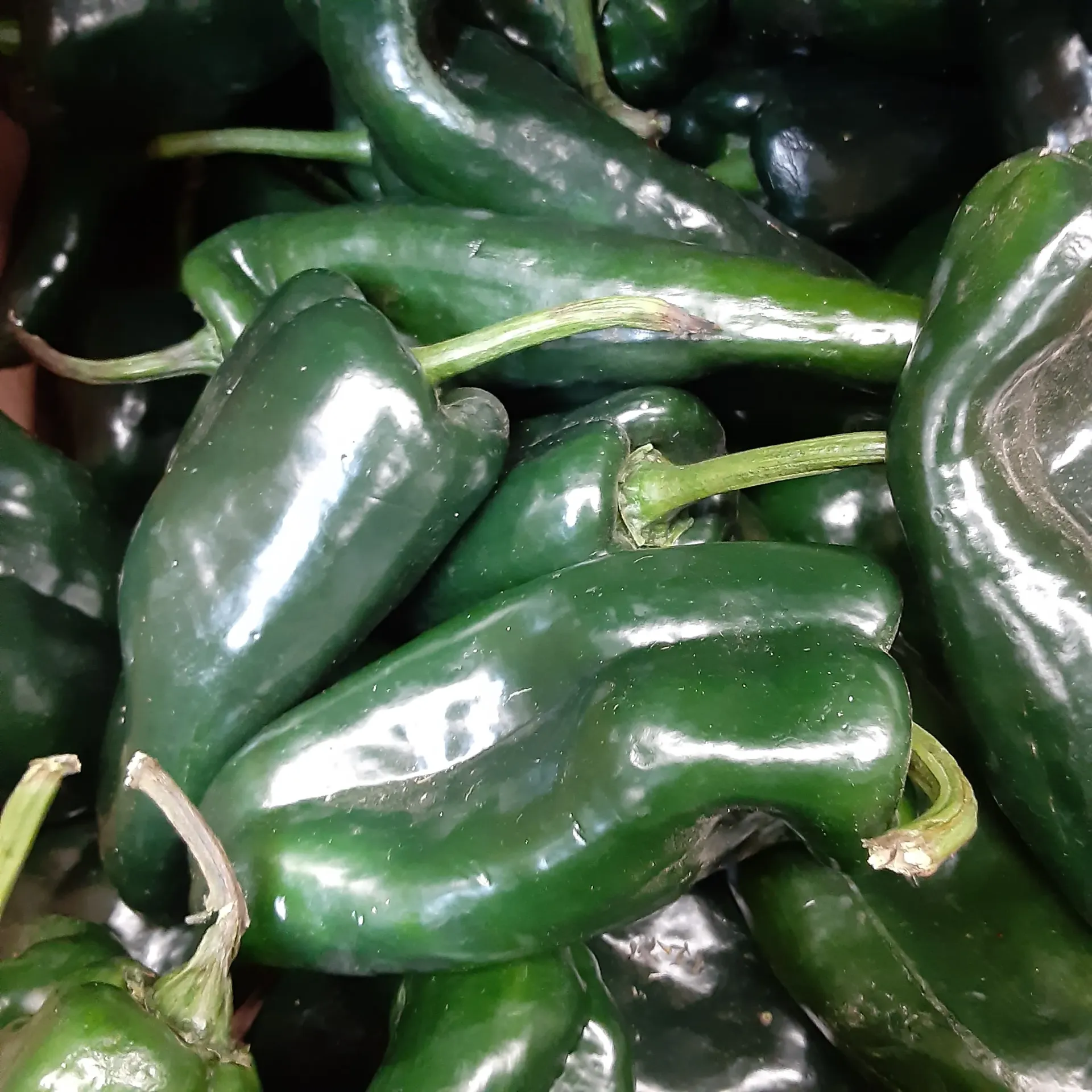 Pepper - Ancho Poblano Grande, Hot