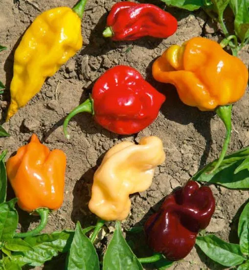 Pepper - Caribbean Habanero Blend, Hot mix