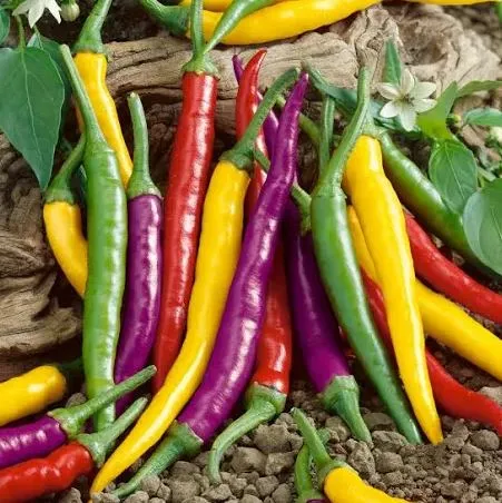 Pepper - Cayenne Fiesta Hot Pepper Blend