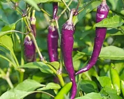 Pepper - Cayenne Purple Hot Pepper