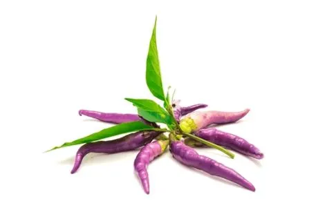 Pepper - Cayenne Purple Hot Pepper