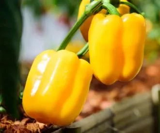 Pepper - Golden Cal Wonder Sweet Pepper