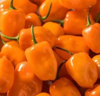 Pepper - Habanero, Hot