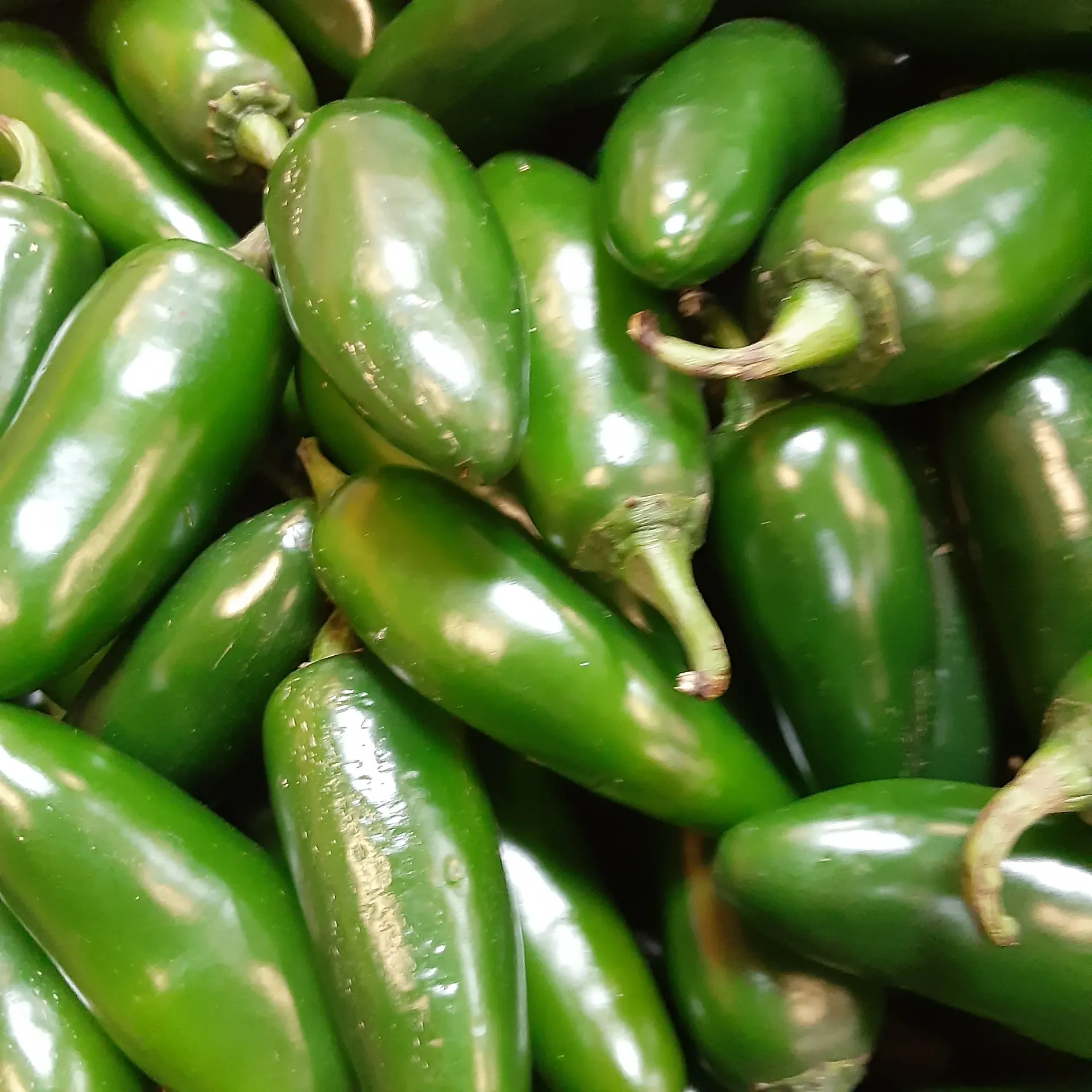 Pepper - Jalapeno M, Med/Hot