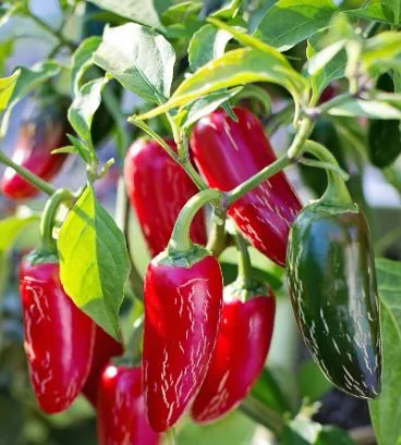 Pepper - Jalapeno Mild/Hot TAM