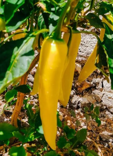 Pepper - Marconi Golden Sweet Pepper, or Golden Treasures