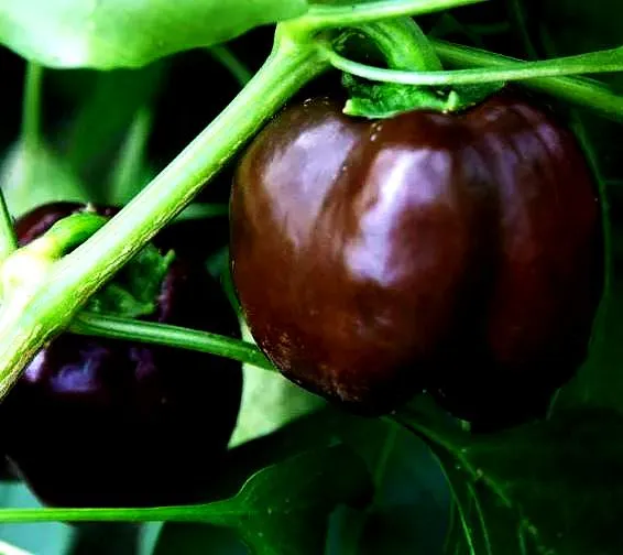 Pepper - Mini Chocolate