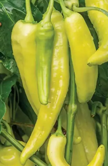 Pepper - Pepperoncini Sweet Italian