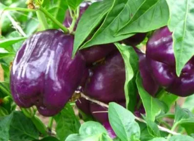 Pepper - Purple Beauty Sweet Pepper