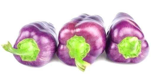Pepper - Purple Beauty Sweet Pepper