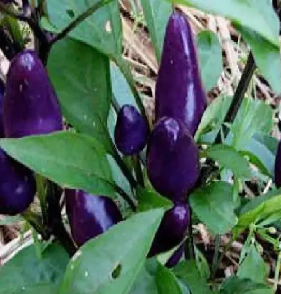Pepper - Purple Tiger, Hot