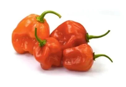 Pepper - Scotch Bonnet, Orange, Hot