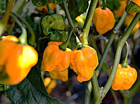 Pepper - Scotch Bonnet, Yellow (Hot)