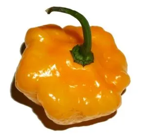 Pepper - Scotch Bonnet, Yellow, Hot